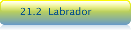 21.2  Labrador